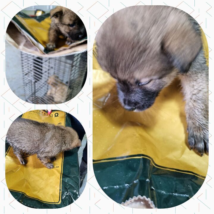 부안군 동물보호센터_445479202300513